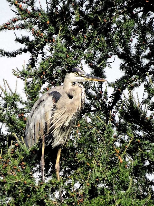 Heron In Spruce Tree.jpg