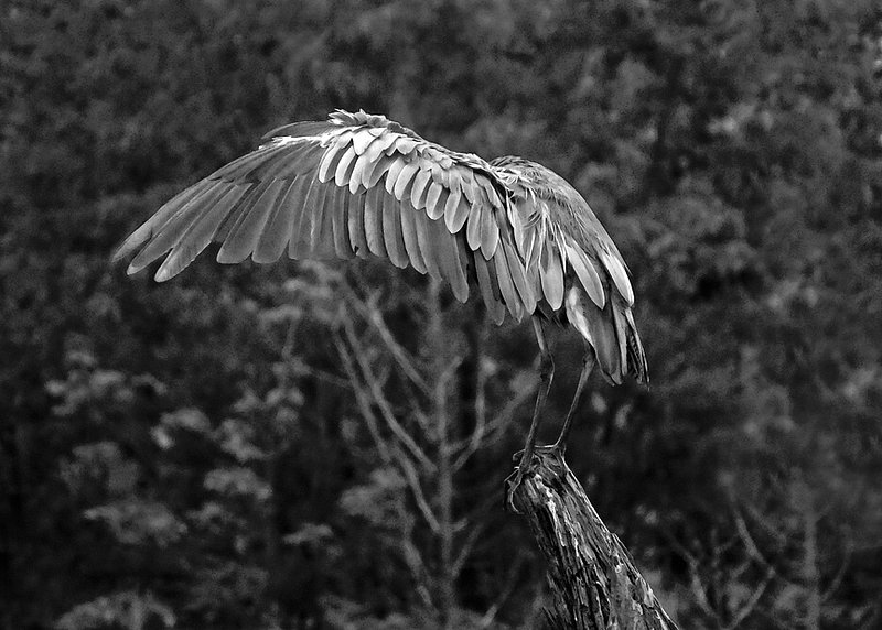 Heron Lifting Wing 2.jpg ::                                