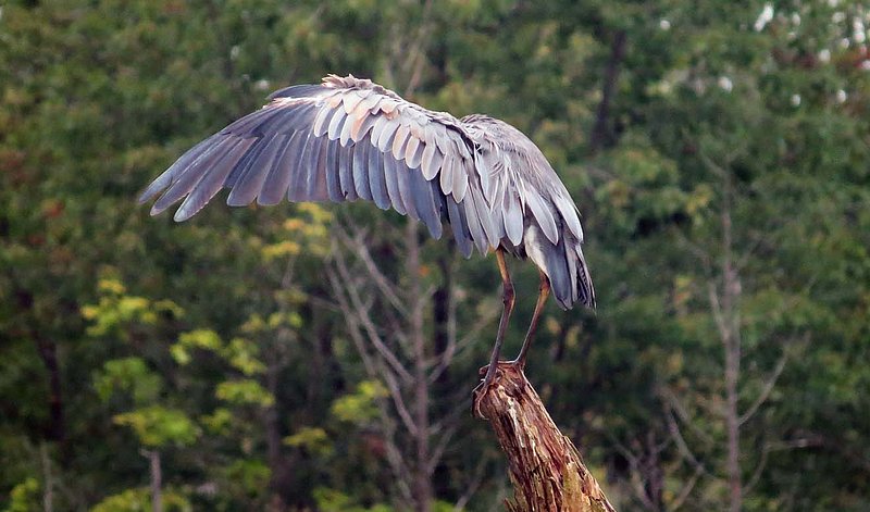Heron Lifting Wing.jpg