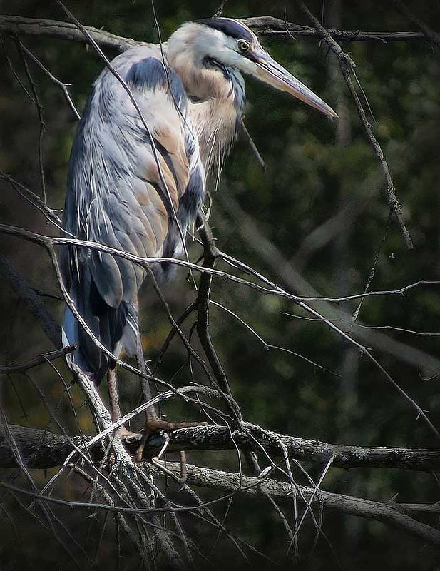 Heron On Swamp Tree Branch Abstract.jpg