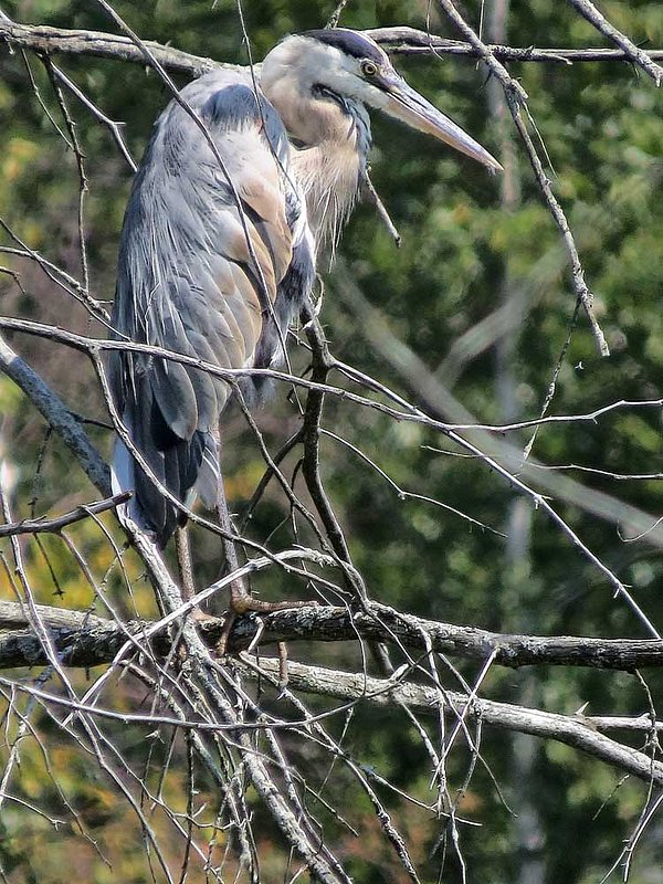 Heron On Swamp Tree.jpg
