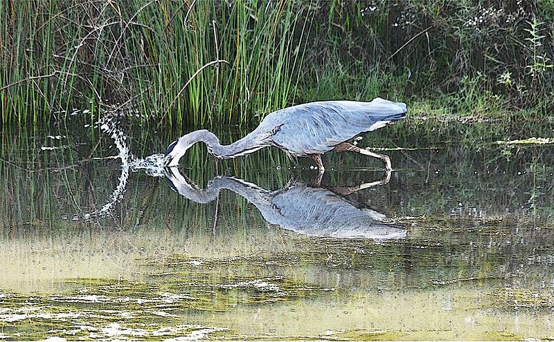 Heron Strike.jpg