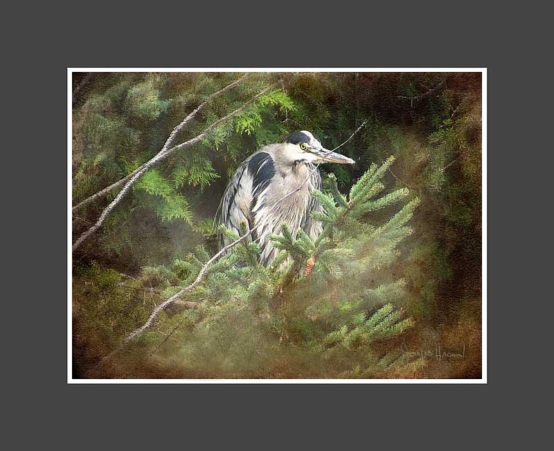 Heron on Spruce Tree Abstract.jpg
