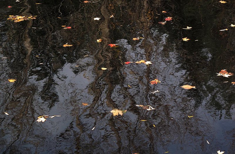 Holland Marsh Maple Leaves.jpg ::                                