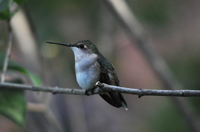 Humming Bird Female On Branch.jpg