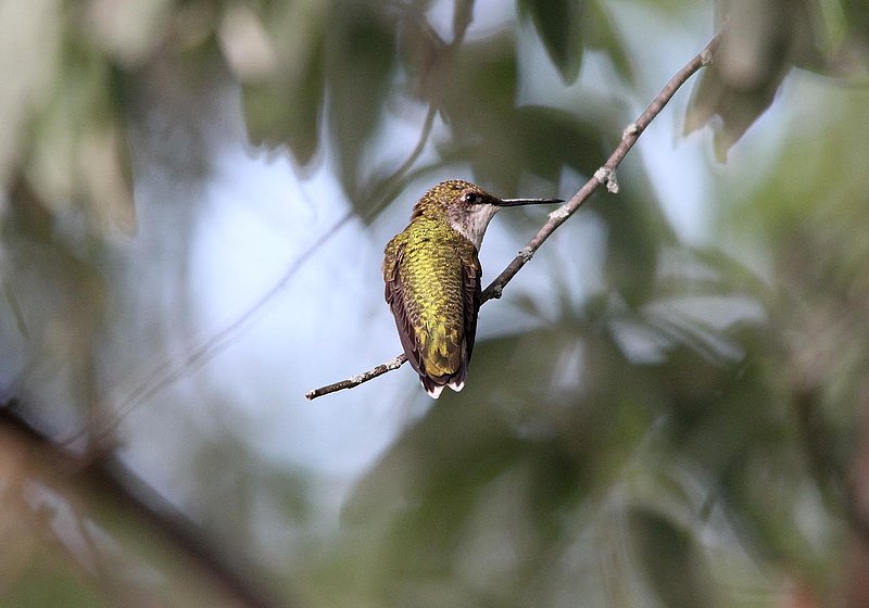 Hummingbird Female Sept.jpg