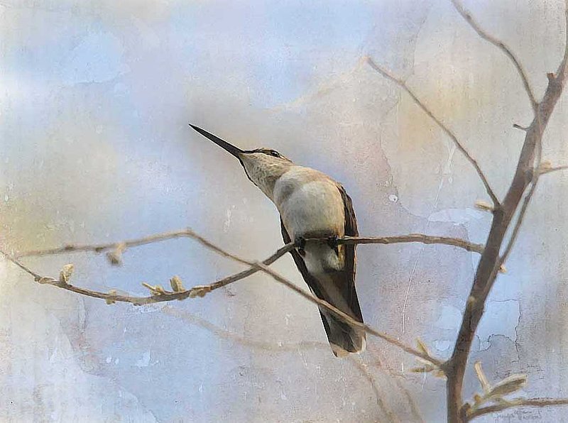 Hummingbird On Branch Abstract.jpg