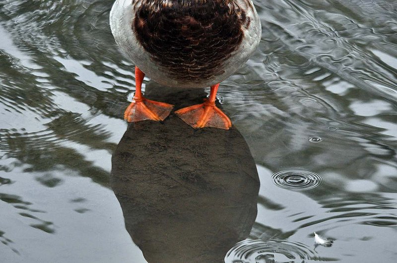 I Am Duck.jpg
