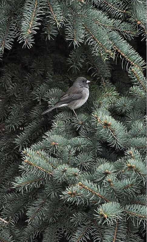 Junko In Spruce Tree.jpg