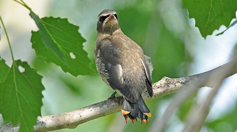 Juvenile Cedar Waxwing.jpg