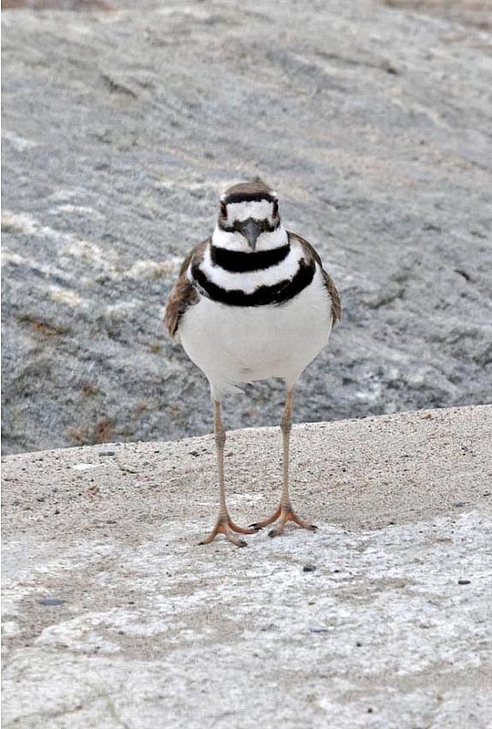 Killdeer Head On.jpg