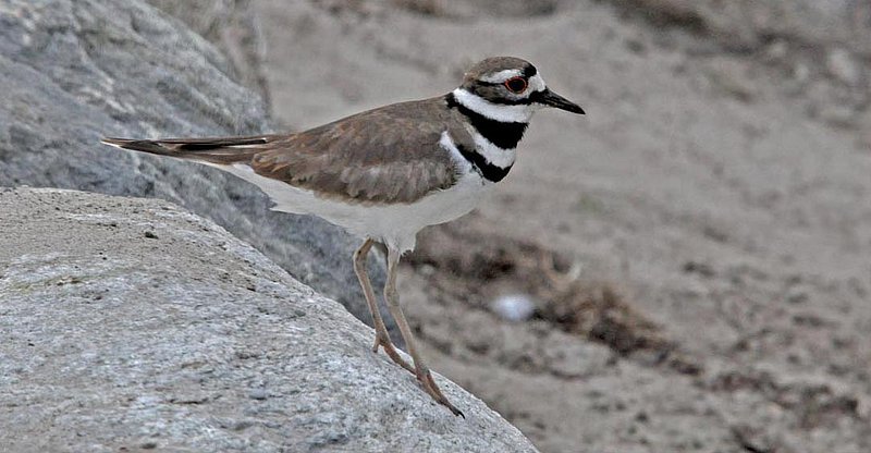 Killdeer On The Rocks.jpg