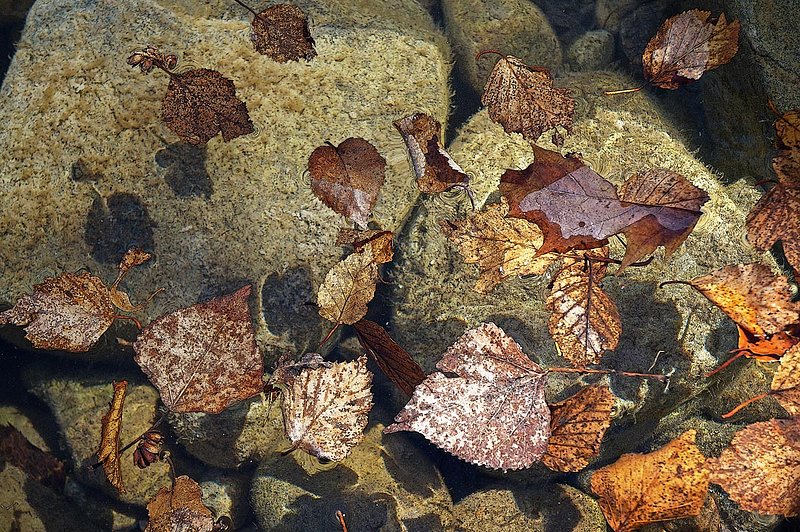 Leaves Floating In Water.jpg