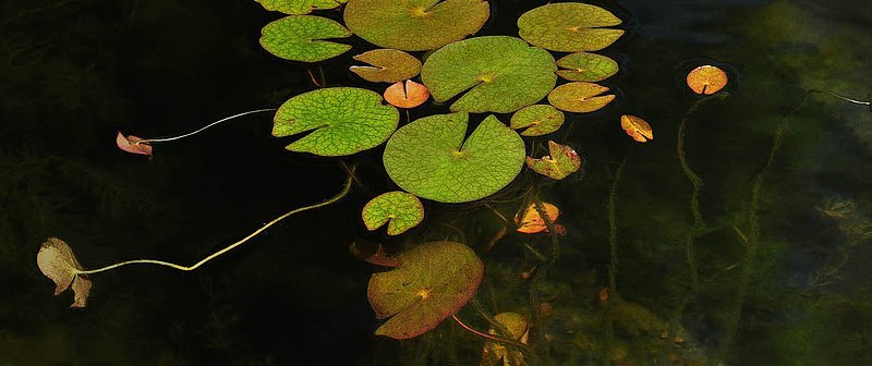 Lily Pads.jpg