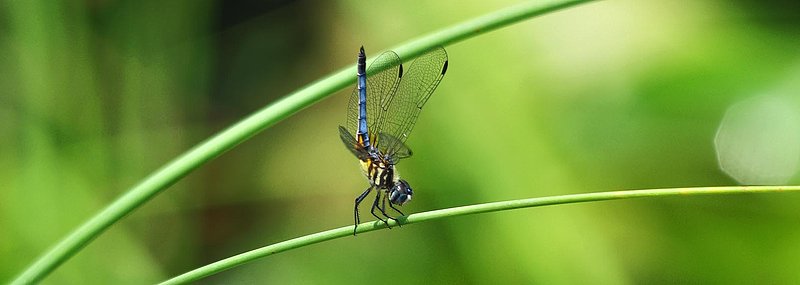 Little Blue Dragon Fly.jpg