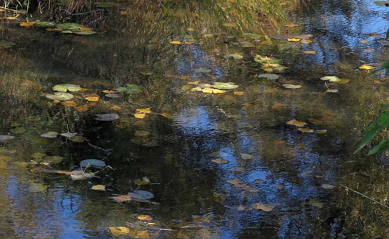 Little Stream Reflections.jpg