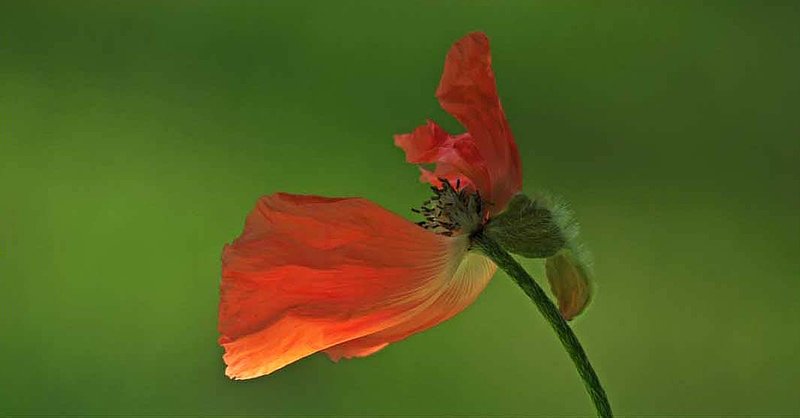 Lone Weathered Poppy.jpg