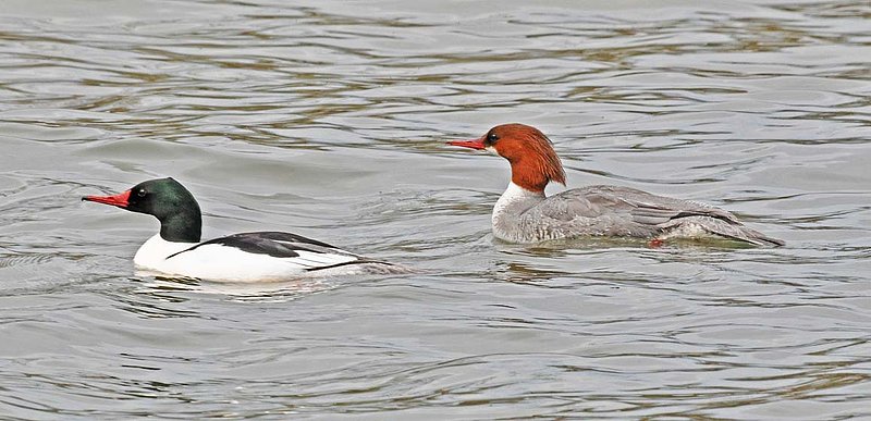Male  Female Common Merganser.jpg