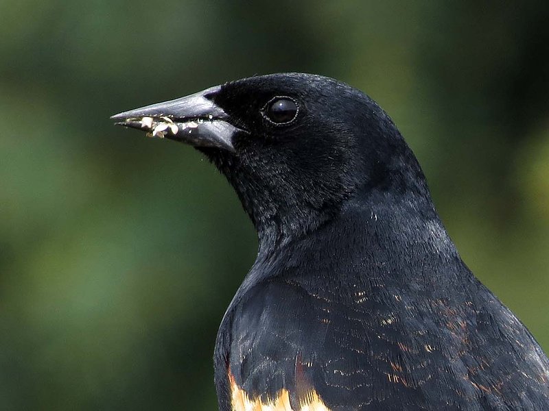 Male Blackbird Close Up.jpg