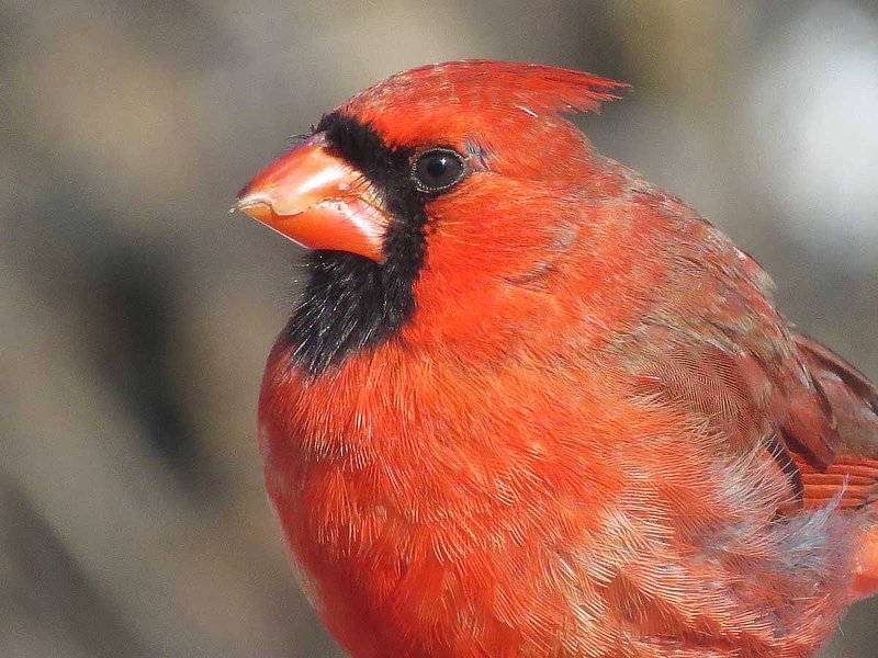 Male Cardinal Close Up Side.jpg