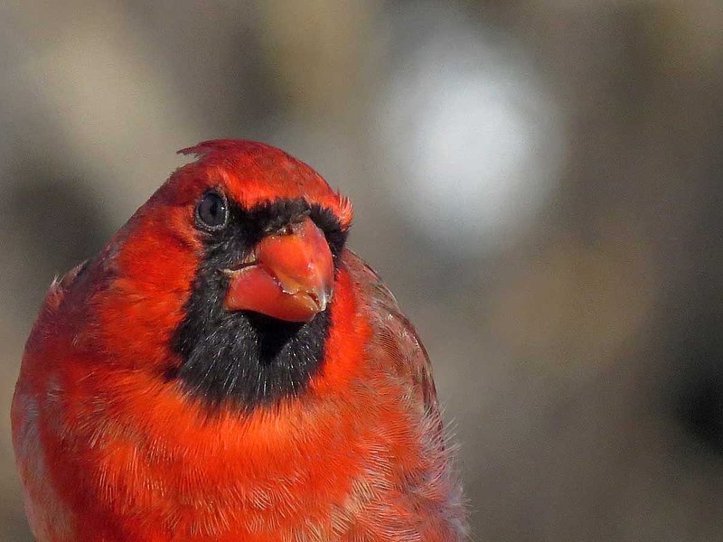 Male Cardinal Close Up.jpg