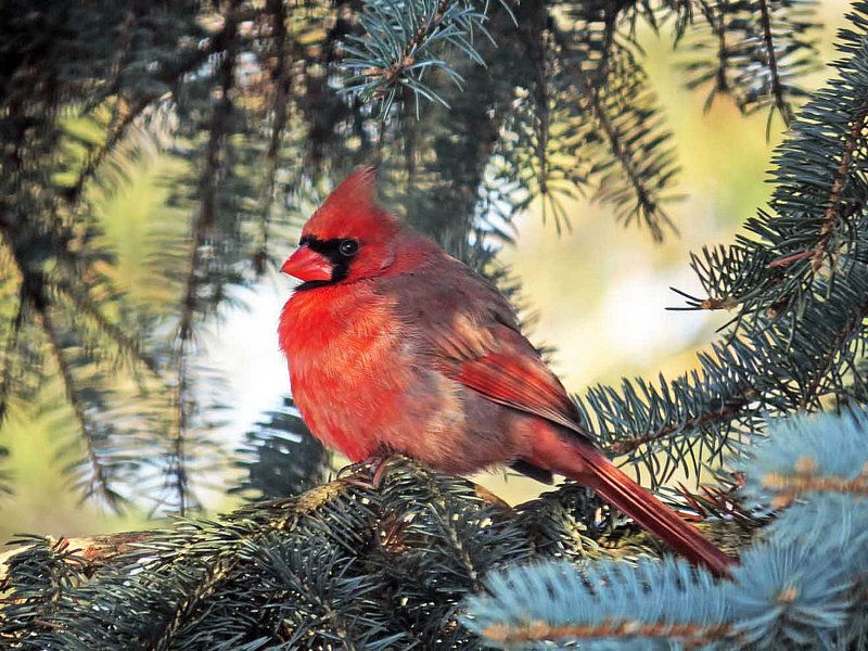Male Cardinal Spruce Tree -25F.jpg