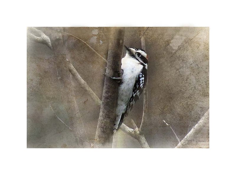 Male Downy on Lilac Abstract.jpg