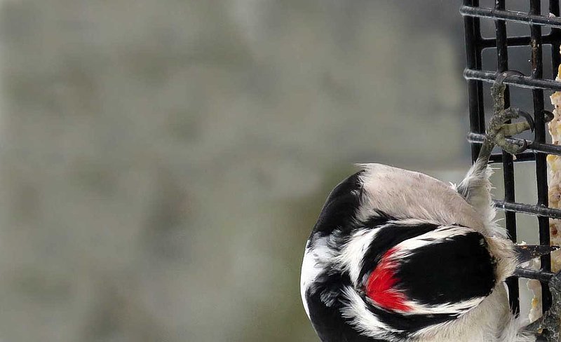 Male Downy on Suet Feeder.jpg