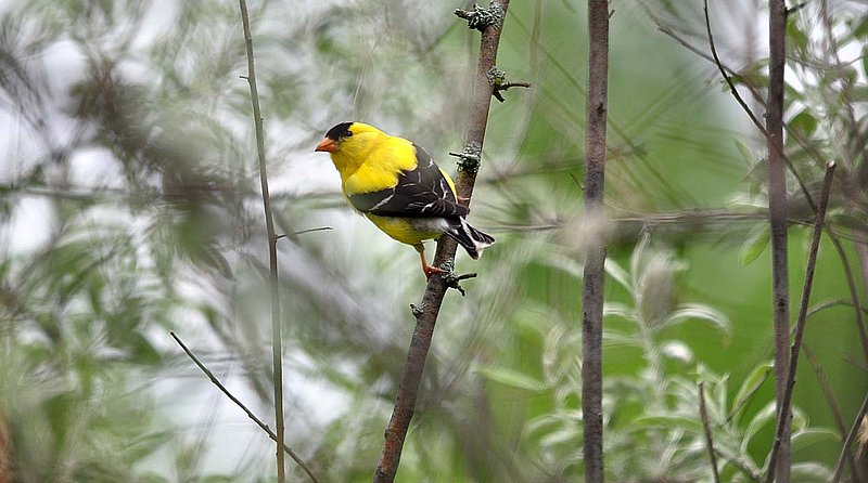 Male Gold Finch.jpg