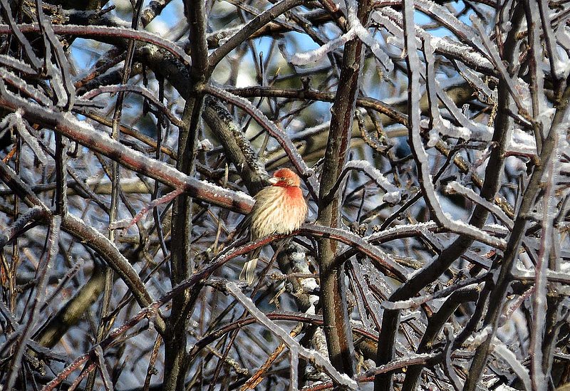 Male House Finch in Icy Maze.jpg