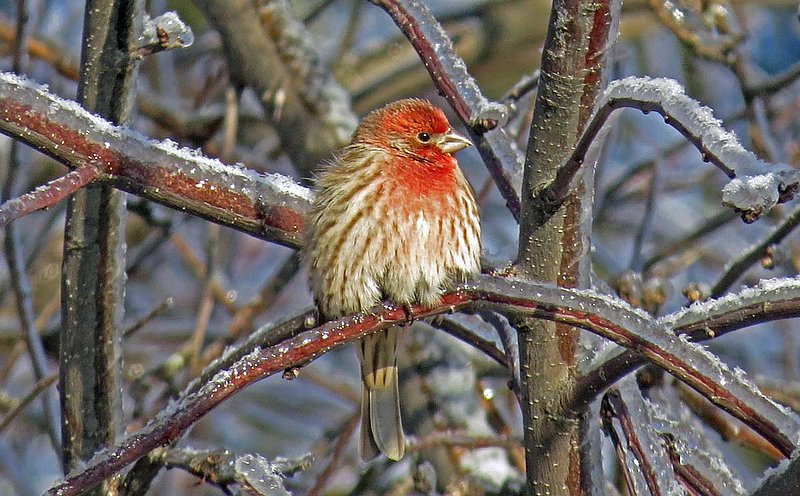 Male House Finch on Icy Branch.jpg