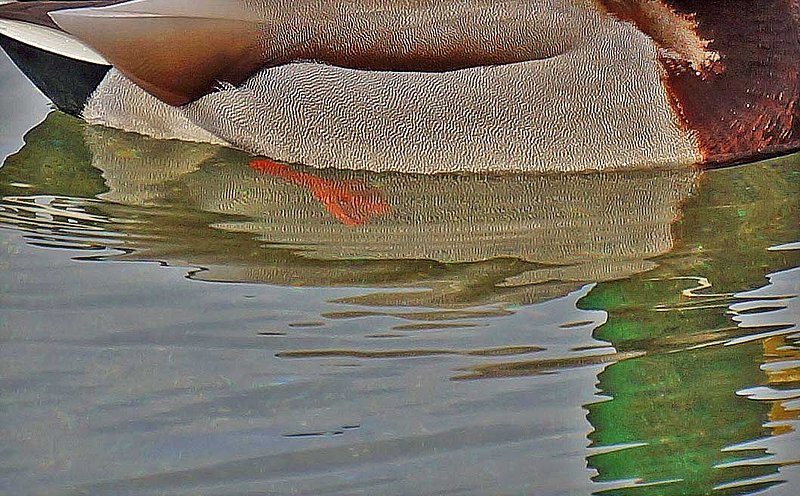 Male Mallard Abstract.jpg ::                                