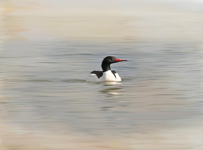 Male Merganser Painting Abstract.jpg