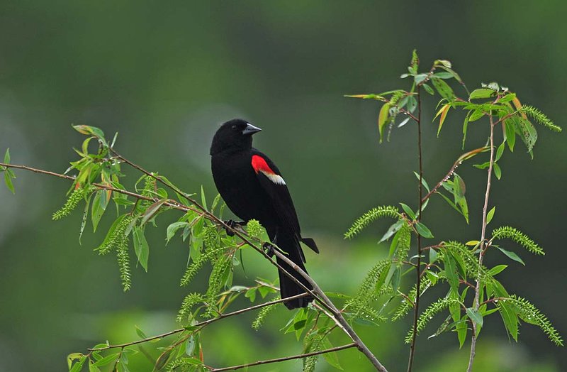 Male On Branches.jpg