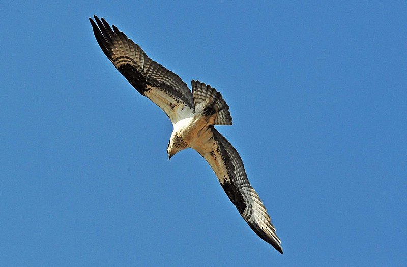 Male Osprey Tummy Shot.jpg