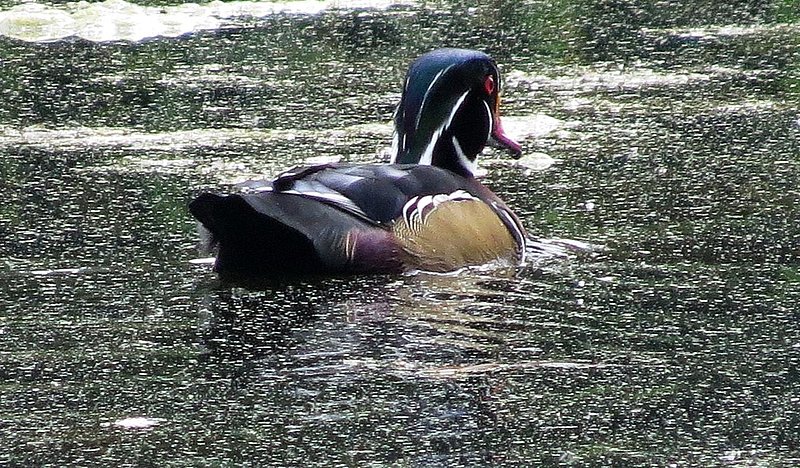 Male Wood Duck Back.jpg