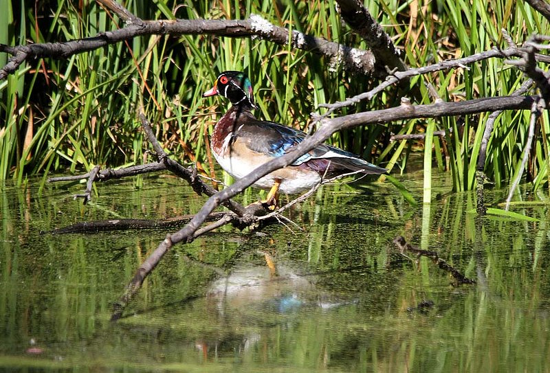 Male Wood Duck Preening.jpg
