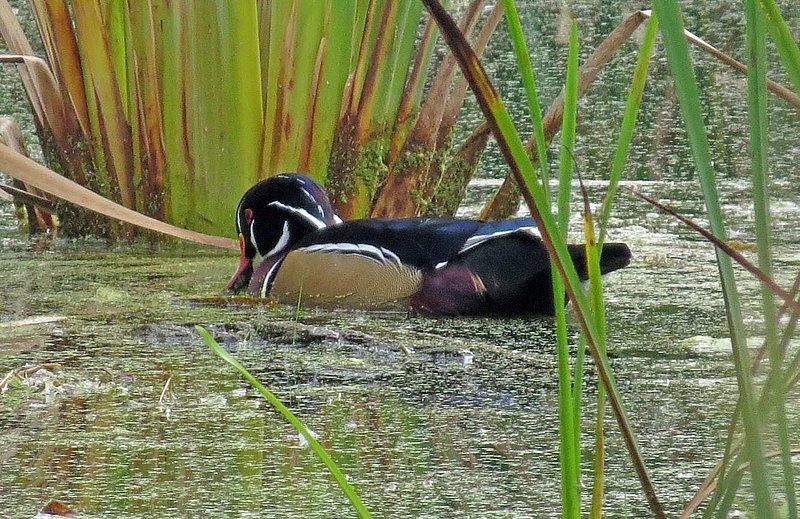 Male Wood Duck Side.jpg
