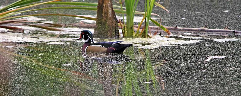 Male Wood Duck Wetland Lanscape.jpg