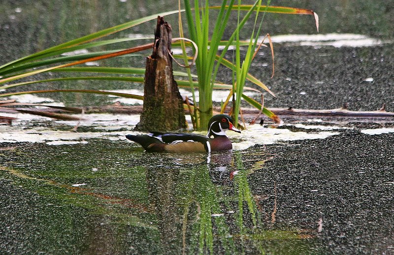Male Wood Duck Wetlands.jpg