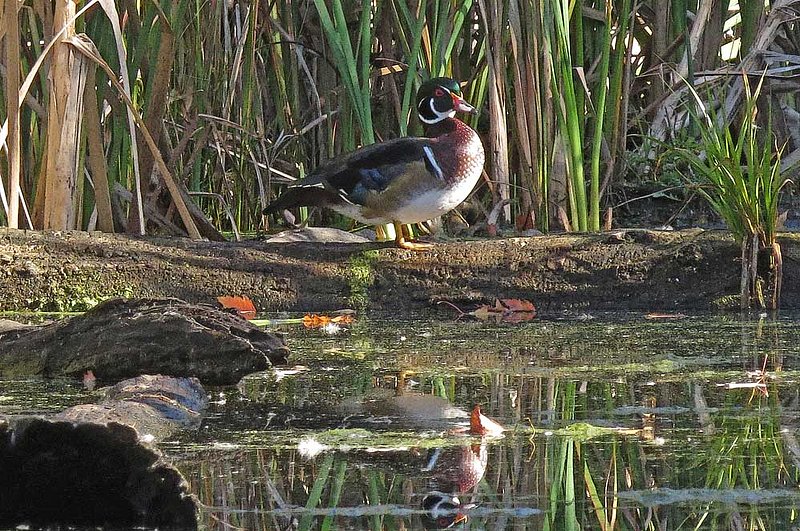 Male Wood Duck on Log.jpg