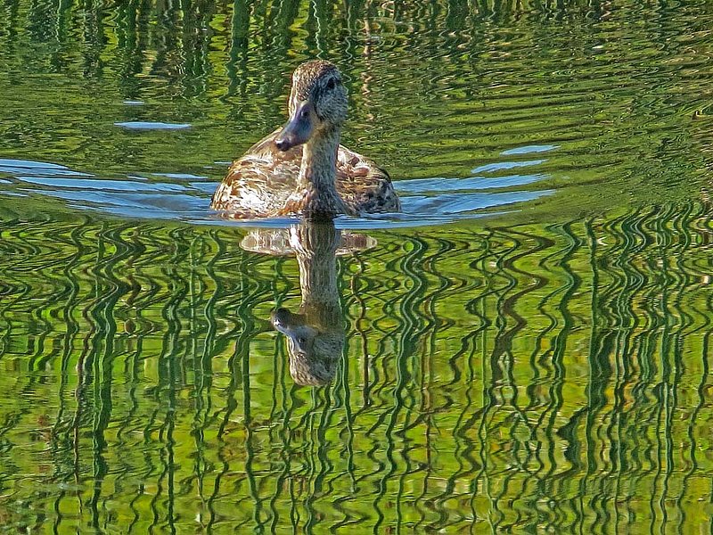 Mallard  Reed Reflections.jpg