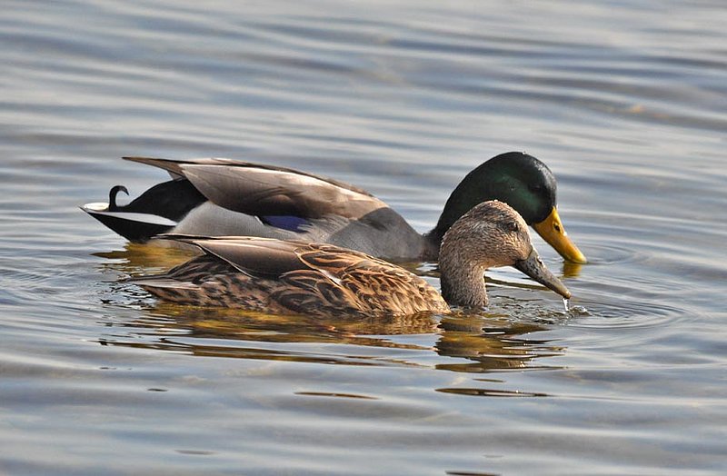 Mallard M  F.jpg