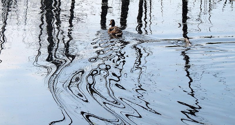 Mallard Morning Reflections.jpg