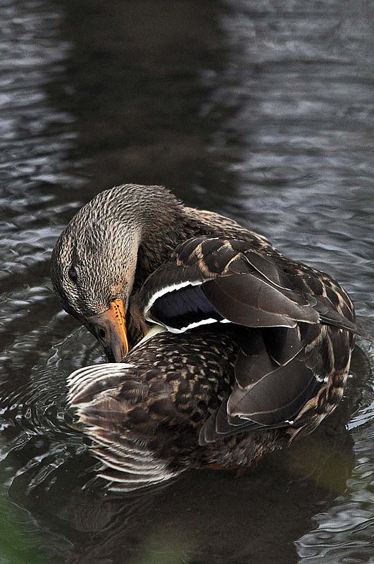 Mallard Preening Rear.jpg