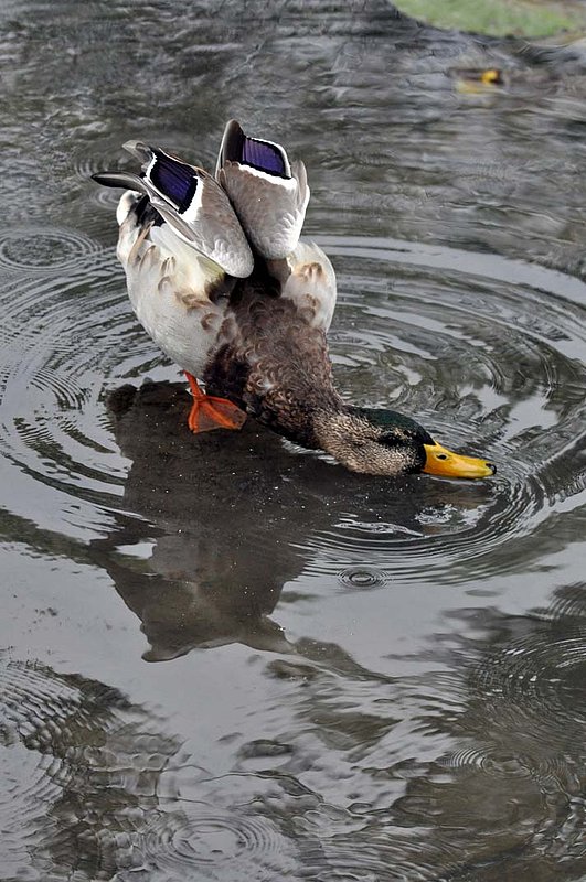 Mallard Stretching Both Wings.jpg