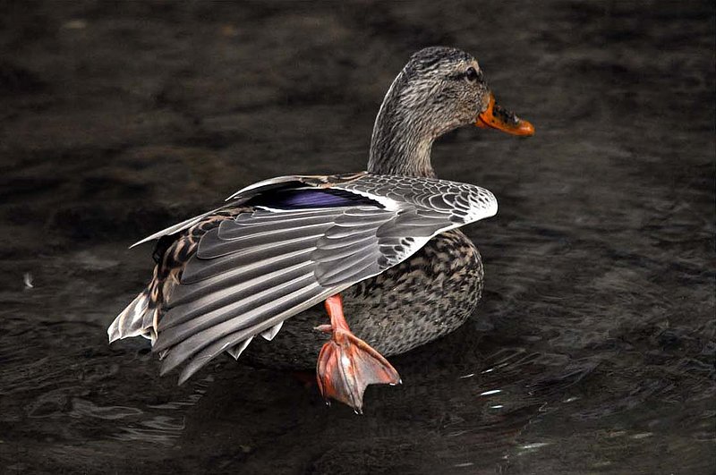Mallard Stretching Right Wing.jpg