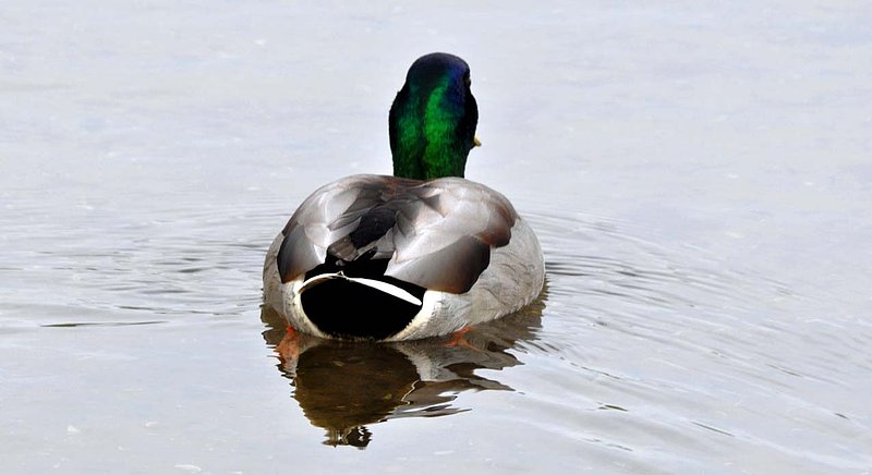 Mallard Swim Away.jpg