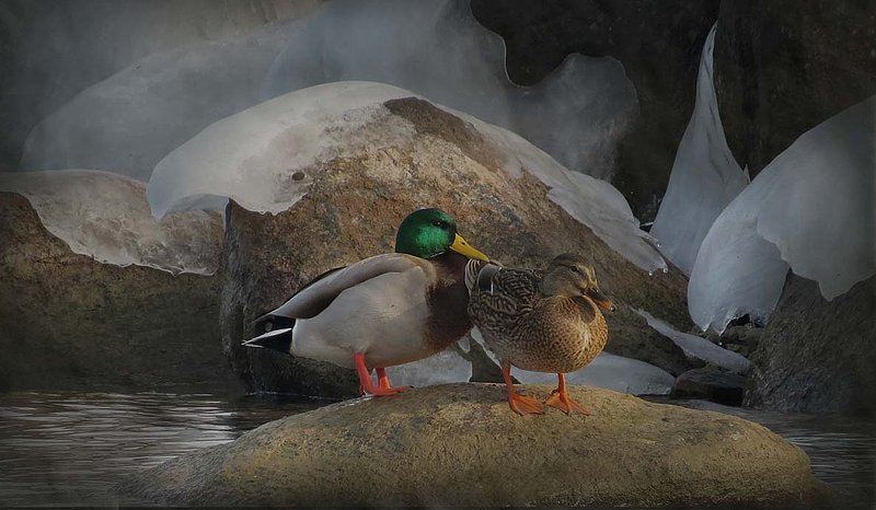 Mallards On Rocks  Ice.jpg