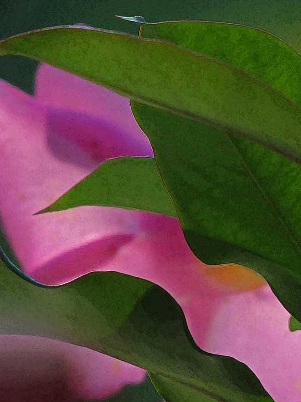 Mandevilla Abstract.jpg